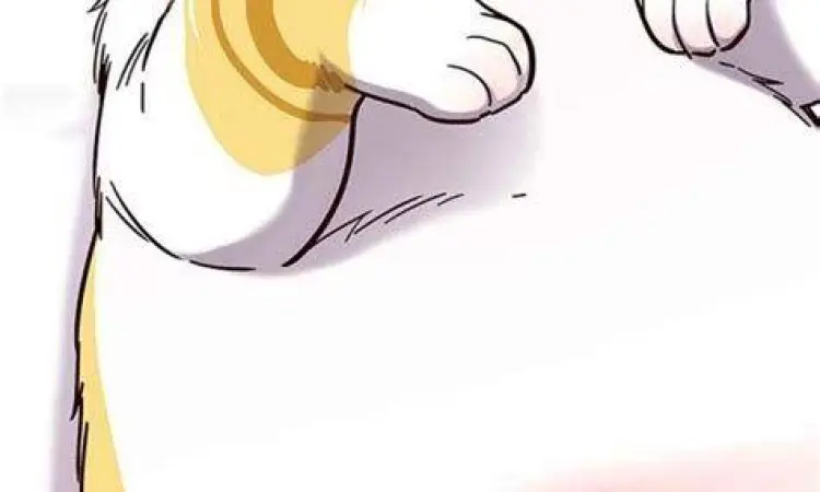 Kayden Break dalam bentuk kucing lucu