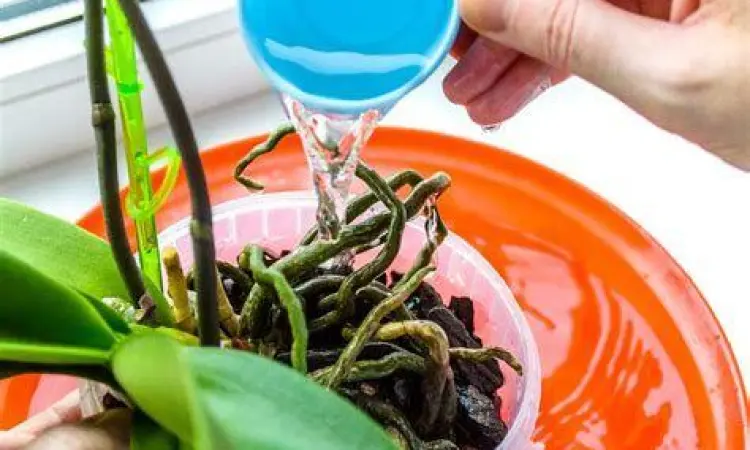 Cara Menyiram Anggrek Teknik menyiram akar anggrek dengan benar