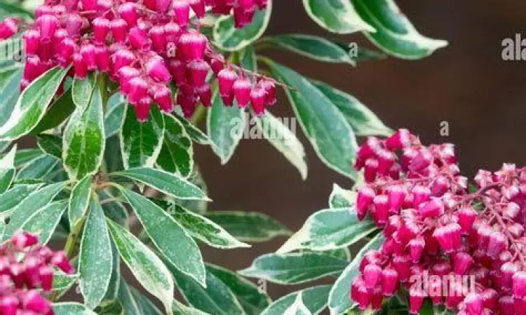Morfologi Bunga Dokuzakura Bunga Dokuzakura atau Pieris japonica yang mekar sempurna